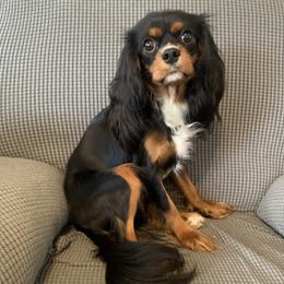 Athena - Cavalier King Charles Spaniel