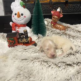 Ranger - Cream male Dachshund puppy in Smicksburg, Pennsylvania from TLC Dachshunds