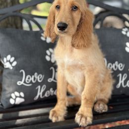 Ben - male Irish Doodle puppy in Maryland from Grind Stone Breeding Kennels