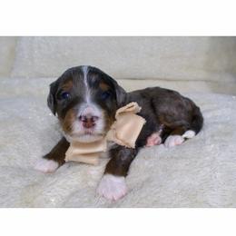 Ralphie - Merle male Bernedoodle puppy in Bowling Green, Ohio from Windy Creek Doodles