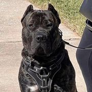 Perro de Presa Canarios from La Realeza Kennels