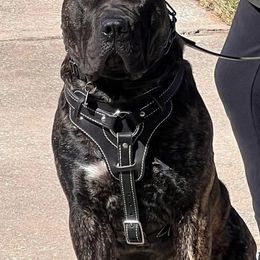 Perro de Presa Canarios from La Realeza Kennels
