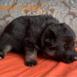 Orange collar girl - Black and red female German Shepherd puppy in Coleta, Illinois from Four Leaf Farm- Vom Vierblättriges Bauernhof