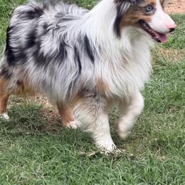 Rip - Blue merle male Miniature American Shepherd puppy in Winkler, Texas from Red Rock
