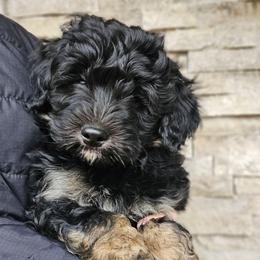 Yukon - Phantom male Bernedoodle puppy in Marshall, Michigan from Whispering Aspen Homestead