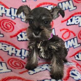 Ursa - Salt and pepper female Miniature Schnauzer puppy in Titusville, Florida from Alysha's Grandbabies
