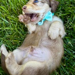 Scrabble - Cream male Dachshund puppy in Michigan from Hidden Haven Dachshunds