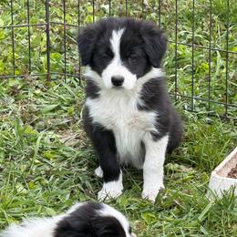 Cullen - Black and white male Border Collie puppy in Lakeview, Michigan from Haven Creek Farm