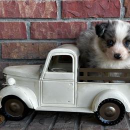 BMM - Blue merle male Miniature Australian Shepherd puppy in Lexington, Nebraska from Osborne's Aussies