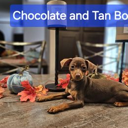 Chocolate and Tan Boy - Miniature Pinscher puppy from CNY Miniature Pinschers