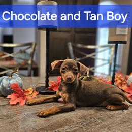 Chocolate and Tan Boy - Miniature Pinscher puppy from CNY Miniature Pinschers