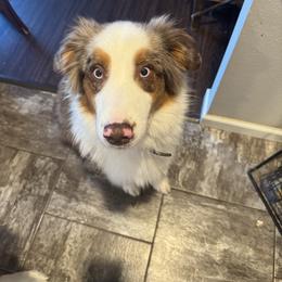 Cowboy - Red merle male Australian Shepherd puppy in Durand, Wisconsin from Larson’s Legacy Aussome Aussie Kennels