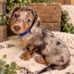 Axel - Dapple male Dachshund puppy in Central Point, Oregon from Chamberlains Doxie