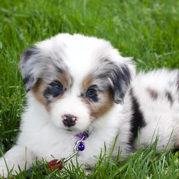 Australian Shepherd, Miniature American Shepherd, and Miniature Australian Shepherd Puppies from Copper Sky Aussies & Mini American Shepherds
