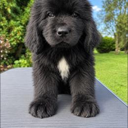 Black Female - Black female Newfoundland puppy in New York from Johnson Farms