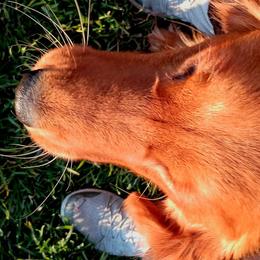 Companion Cross and Golden Retriever Puppies from Happy Tails Mini Goldens