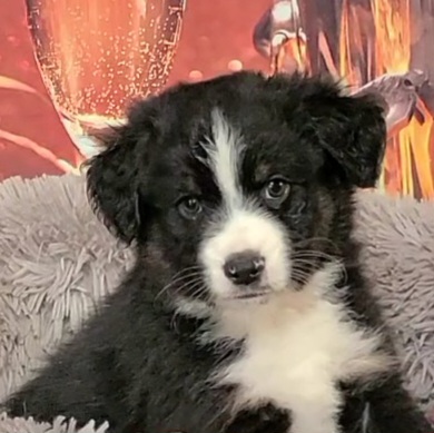 "Momo" BTM1 (SOLD) - Black Miniature Australian Shepherd puppy in Smiths Station, Alabama from Double T Mini Aussies
