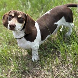 Brodie - Dachshund
