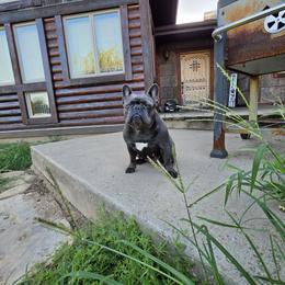 Fanny - French Bulldog