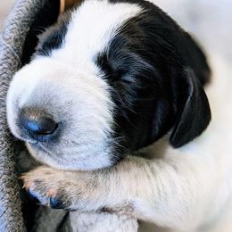 German Shorthaired Pointer Puppies from Dali and Company