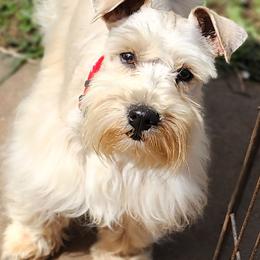 Sebastian - Wheaten male Miniature Schnauzer puppy in Ferndale, Washington from Blackhorse Schnauzers Washington state