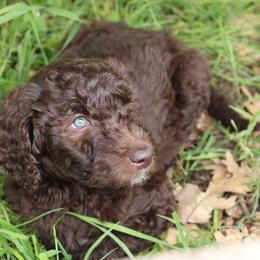 Apollo - Chocolate male Labradoodle puppy in Grants Pass, Oregon from Oregon Valley Pups