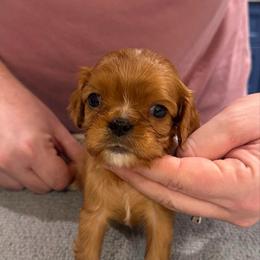 Benjamin - Orange Boy - Ruby male Cavalier King Charles Spaniel puppy in Little Rock, Arkansas from Montra Japanese Chin & Cavalier King Charles Spaniels