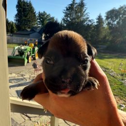 London - Fawn female Boxer puppy in Jamesville, New York from Reynolds Homestead Boxers