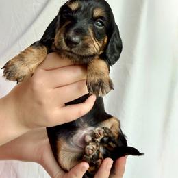Ranger - Black and tan male Dachshund puppy in Luling, Texas from Kristina's Dachshunds