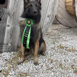 Belgian Tervuren Puppies from SoDak Belgians/ Protégé Belgians