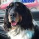 Dozer