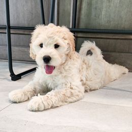Sky - Cream female Goldendoodle puppy in Rochester, New York from Sandy Creek Doodles