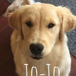 Josie (JoJo) - Golden Retriever