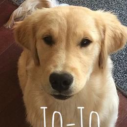 Josie (JoJo) - Golden Retriever