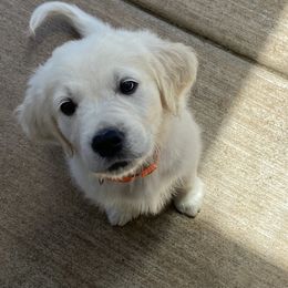 Golden Retriever Puppies from Silver Morning Farm