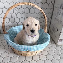 Erica - Cream female Goldendoodle puppy in Mount Pleasant, Utah from Betty's Goldendoodles