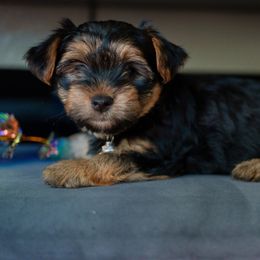 Yorkshire Terrier Puppies from Precious Puppies