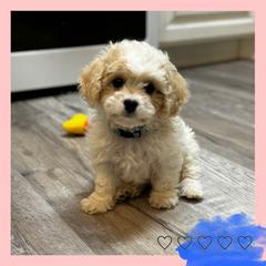 Cavachon Puppies from Designer Mountain Mutts