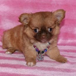 Lucy tiny tiny baby - Chocolate sabled fawn female Chihuahua puppy in Yukon, Oklahoma from Hamby's Chihuahua's