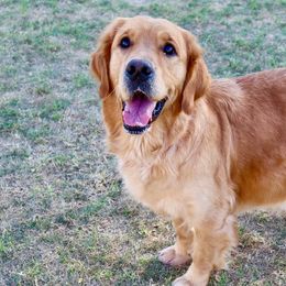 Golden Retrievers from Golden Cream Retriever