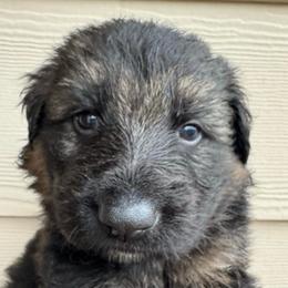 Wilson - Black and red male German Shepherd puppy in Graham, Washington from Wildeflecken Shepherds