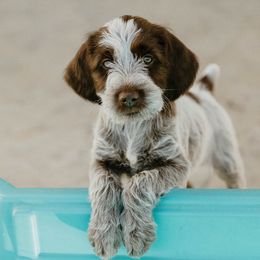 Wirehaired Pointing Griffon Puppies from Double Barrel Griffons