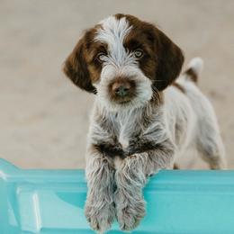 Wirehaired Pointing Griffon Puppies from Double Barrel Griffons