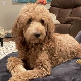 Mae - Goldendoodle