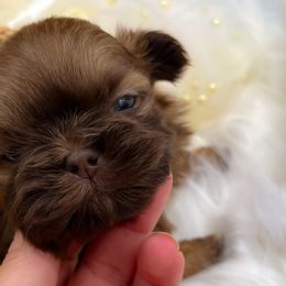 Shih Tzu Puppies from Shih Tzu Reign