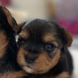 Yorkshire Terriers from Yorkie love
