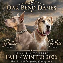 Great Dane puppies from Oak Bend Danes
