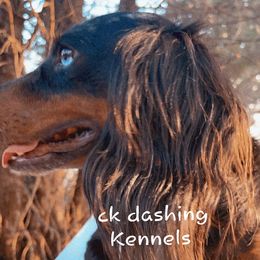 Dachshunds from Ck Dashing Kennels