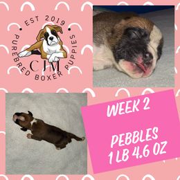 Pebbles - Fawn female Boxer puppy in Jupiter, Florida from CJM Boston and Boxer Puppies