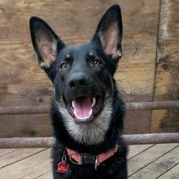 Heidi - German Shepherd